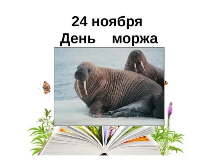 Картинки и открытки с Днем моржа. Красивые открытки с Днем моржа
